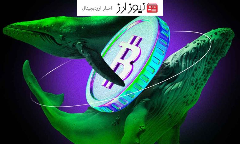 نهنگ‌های بیت کوین پس از تأیید ETFها، ۲۵۰,۰۰۰ واحد BTC خریدند